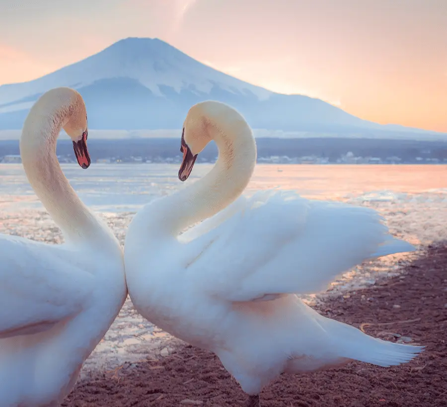 Tokyo: Mt. Fuji Tour, Hakone Ropeway, Owakudani, Lake Ashi Hotels Booking Trips