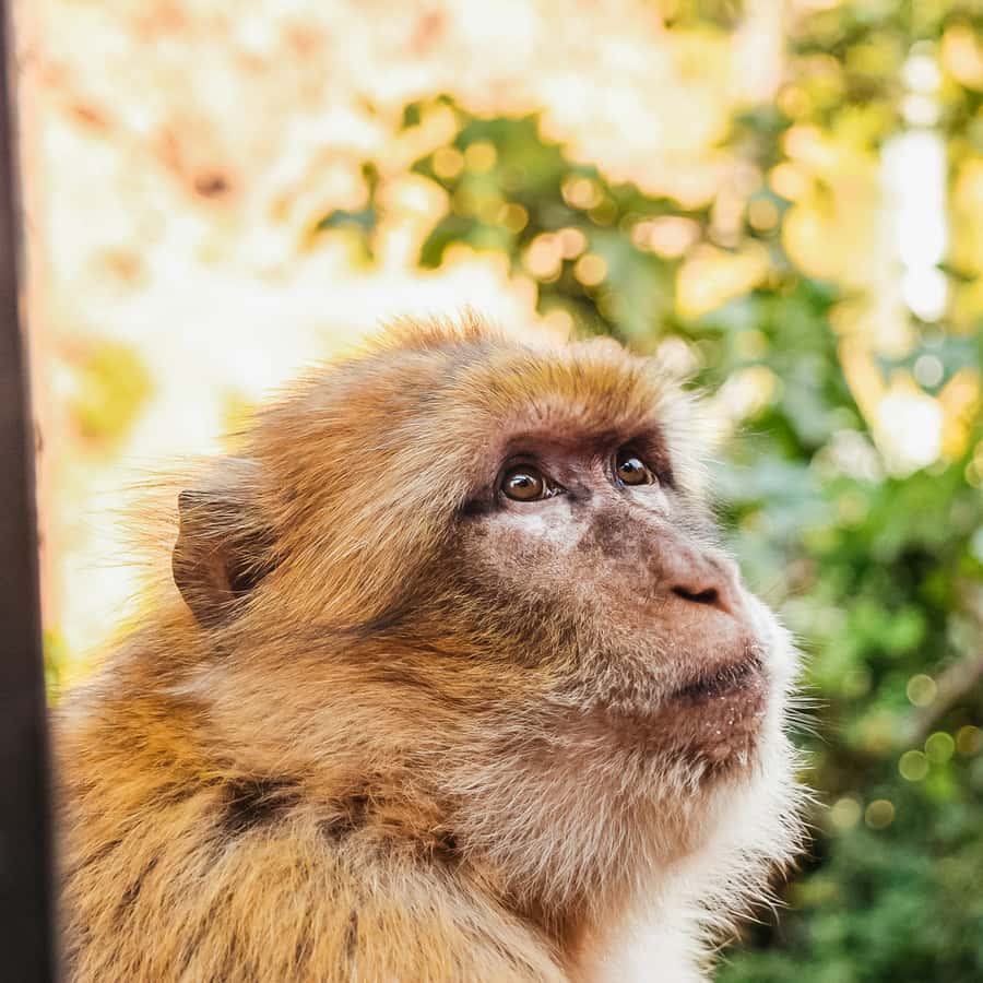 From Marrakech: Ouzoud Waterfalls Guided Hike and Boat Trip Hotels Booking Trips