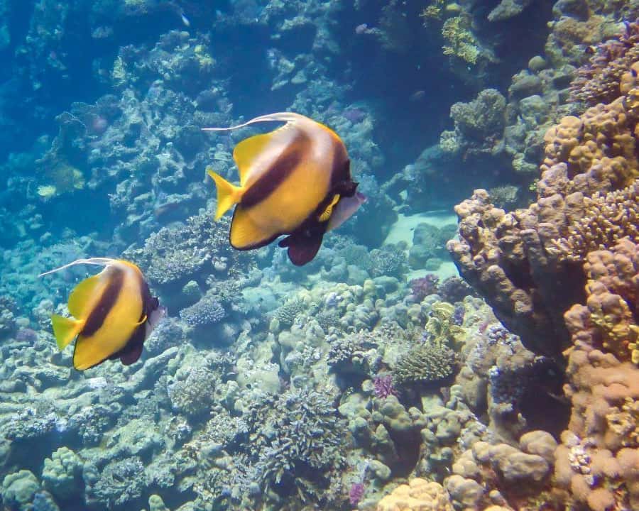 Hurghada: 3 Islands, Dolphins & Snorkel Yacht Trip w/ Lunch Hotels Booking Trips