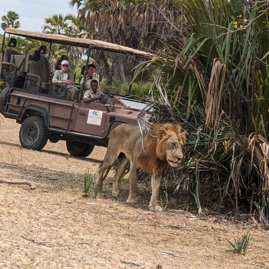 From Zanzibar: Mikumi Safari Day Trip with Flights and Lunch Hotels Booking Trips