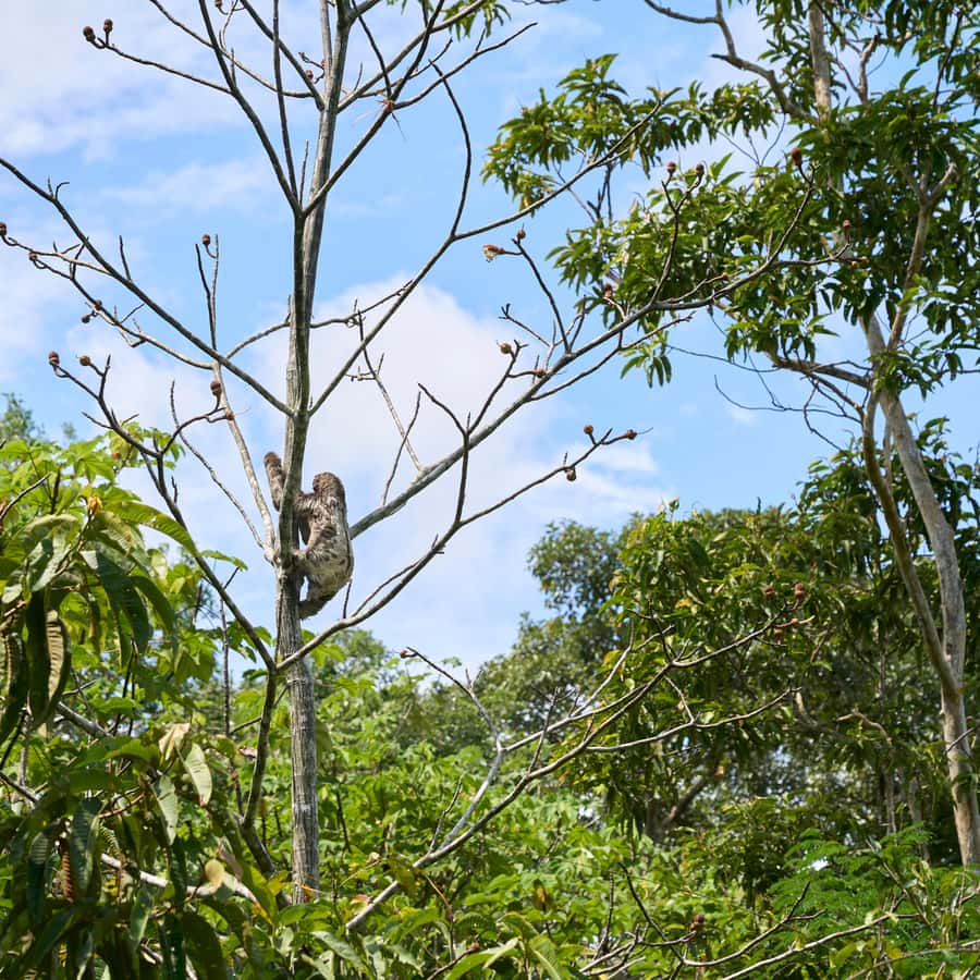 Iquitos: Amazon Adventure and Expedition 3-Day Tour Hotels Booking Trips