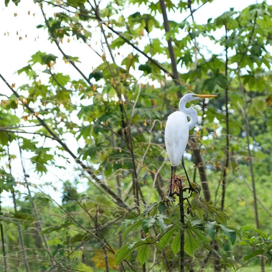 Iquitos: Amazon Adventure and Expedition 3-Day Tour Hotels Booking Trips