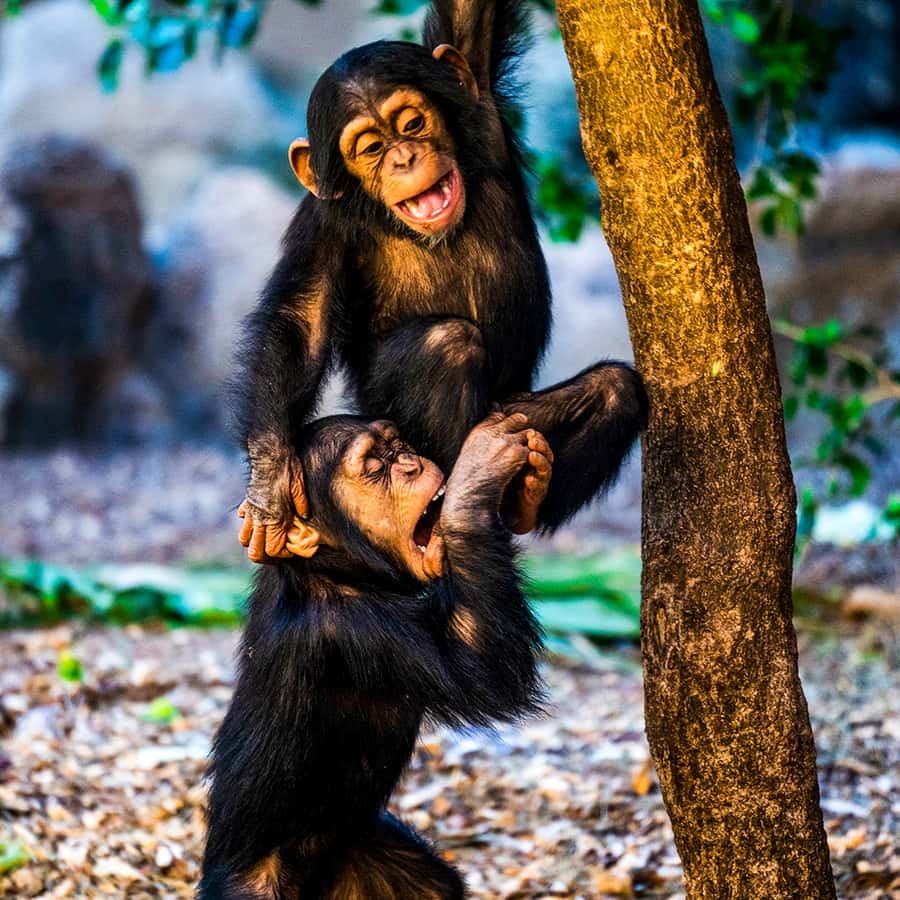 Tenerife: Loro Parque Entry Ticket Hotels Booking Trips