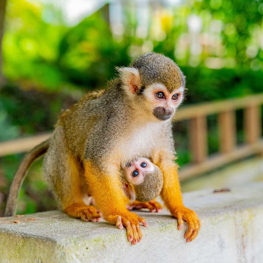 From Bayahibe Half Day Monkeyland Safari Hotels Booking Trips