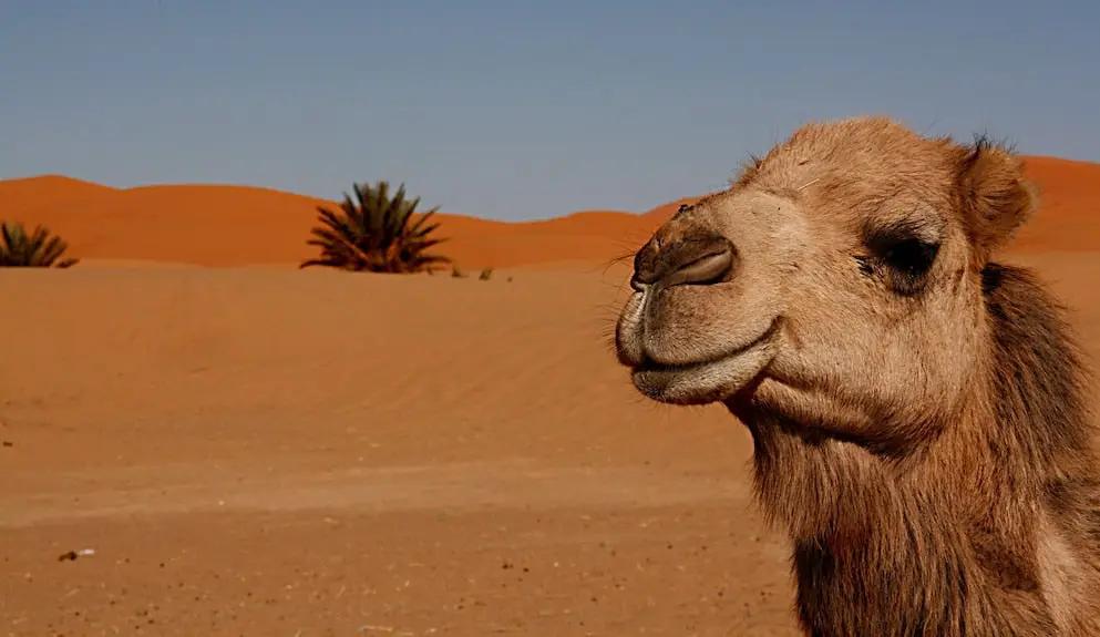 Hotel Kanz Erremal merzouga Morocco Booking hotels accommodation trip