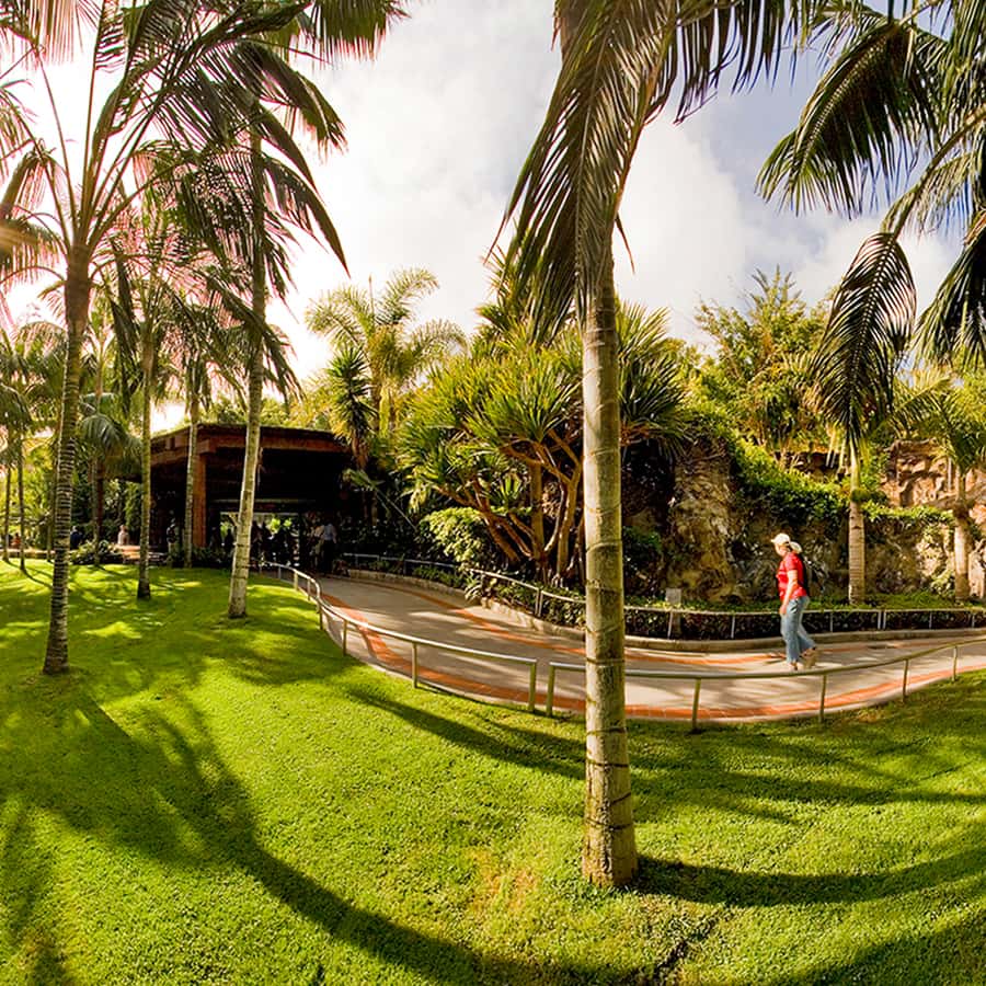 Tenerife: Loro Parque Entry Ticket Hotels Booking Trips