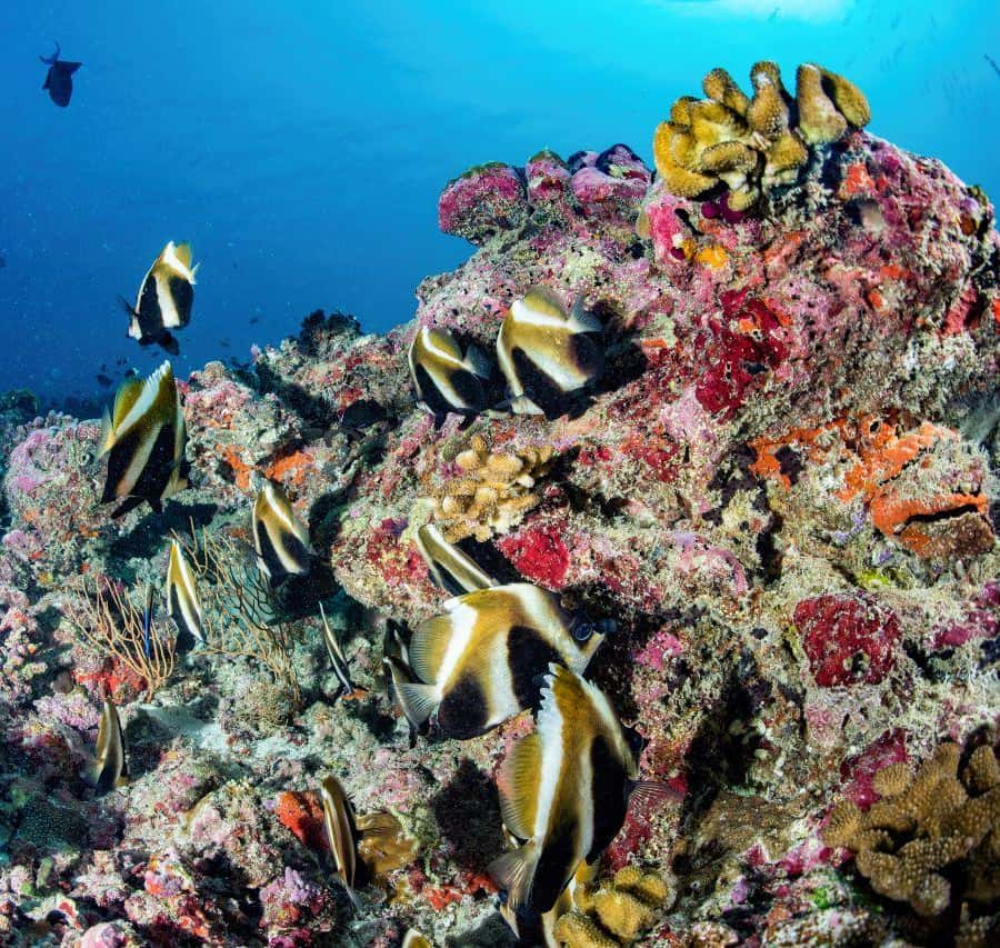 Hurghada: 3 Islands, Dolphins & Snorkel Yacht Trip w/ Lunch Hotels Booking Trips