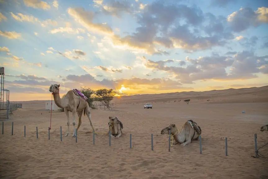 Sama Al Wasil Desert Camp Booking hotels accommodation trip