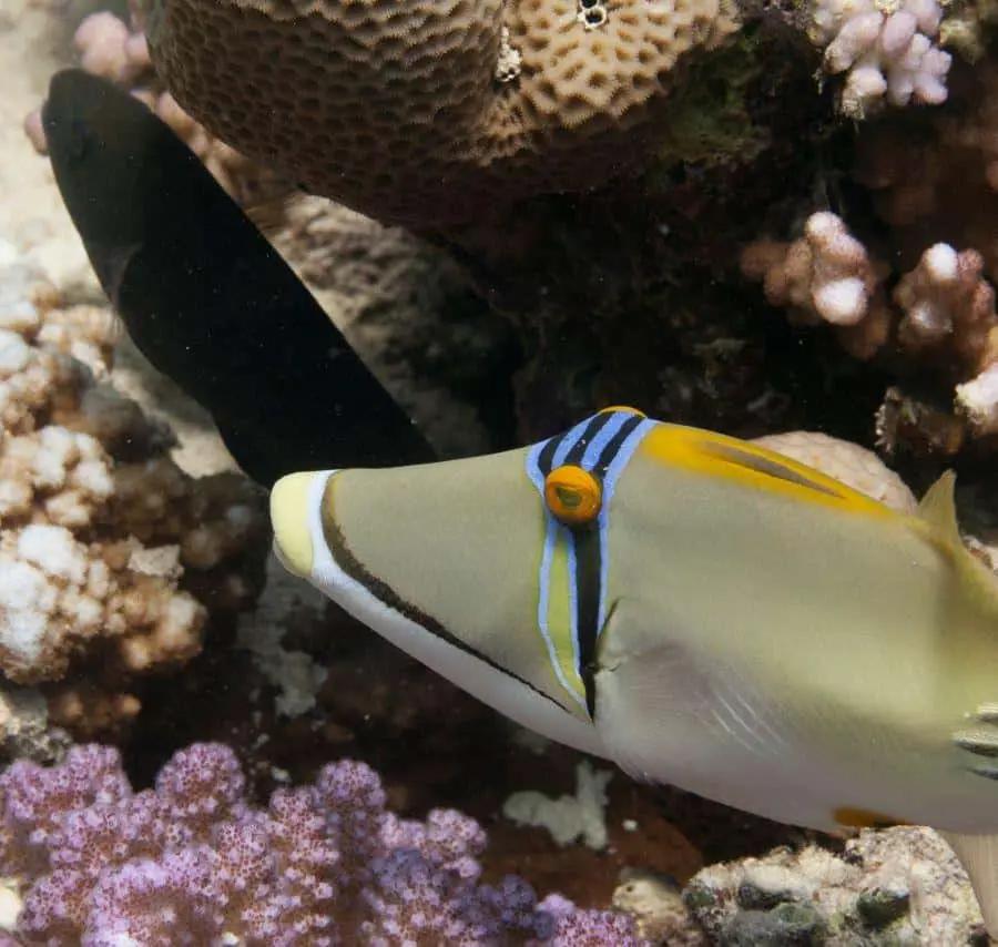 Hurghada: 3 Islands, Dolphins & Snorkel Yacht Trip w/ Lunch Hotels Booking Trips