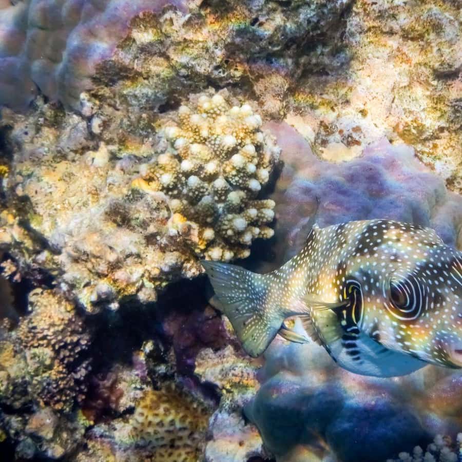 Hurghada: 3 Islands, Dolphins & Snorkel Yacht Trip w/ Lunch Hotels Booking Trips