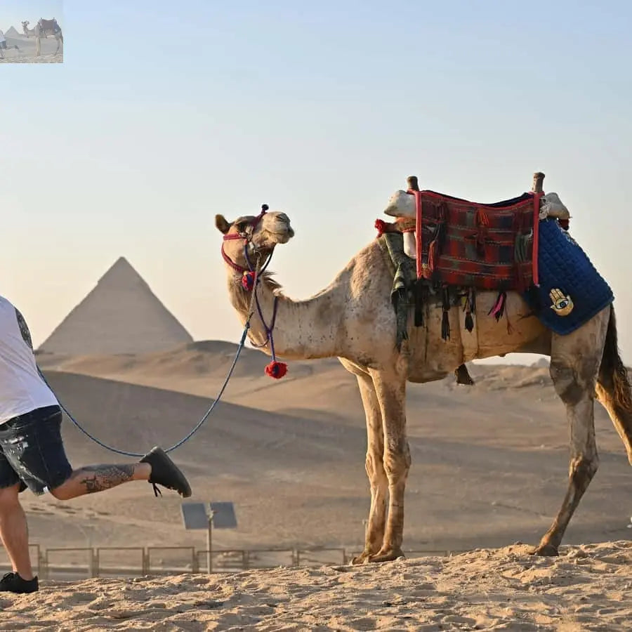 Cairo Grand Egyptian Museum Pyramids Sphinx Tour & Lunch 