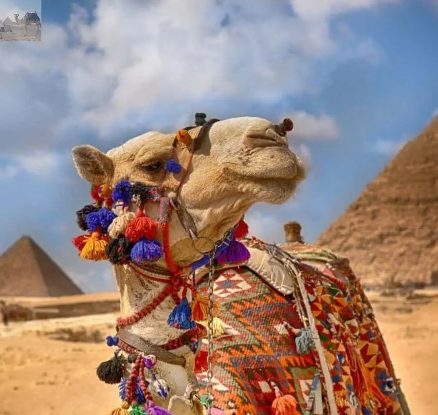 Cairo Pyramids & Great Sphinx Private Tour with Camel Ride 