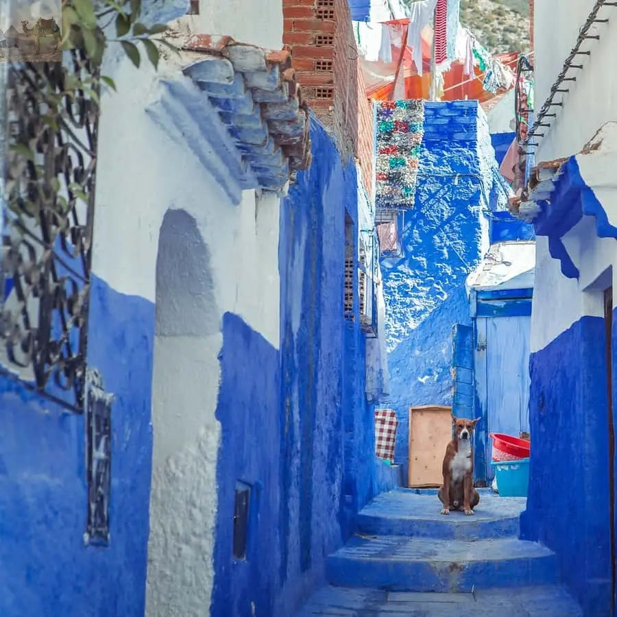 Chefchaouen Day Trip from Fez Shared Group Tour