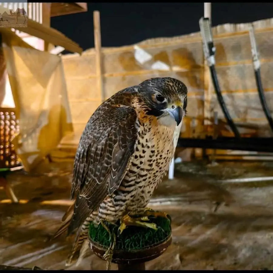 Doha ATV Quad Buggy Dune Bashing Camel Ride Sandboarding 