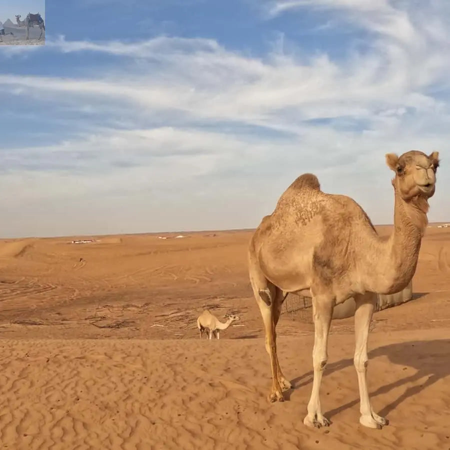 Dubai Desert Safari Camel Ride Sandboarding, Quad Bike 