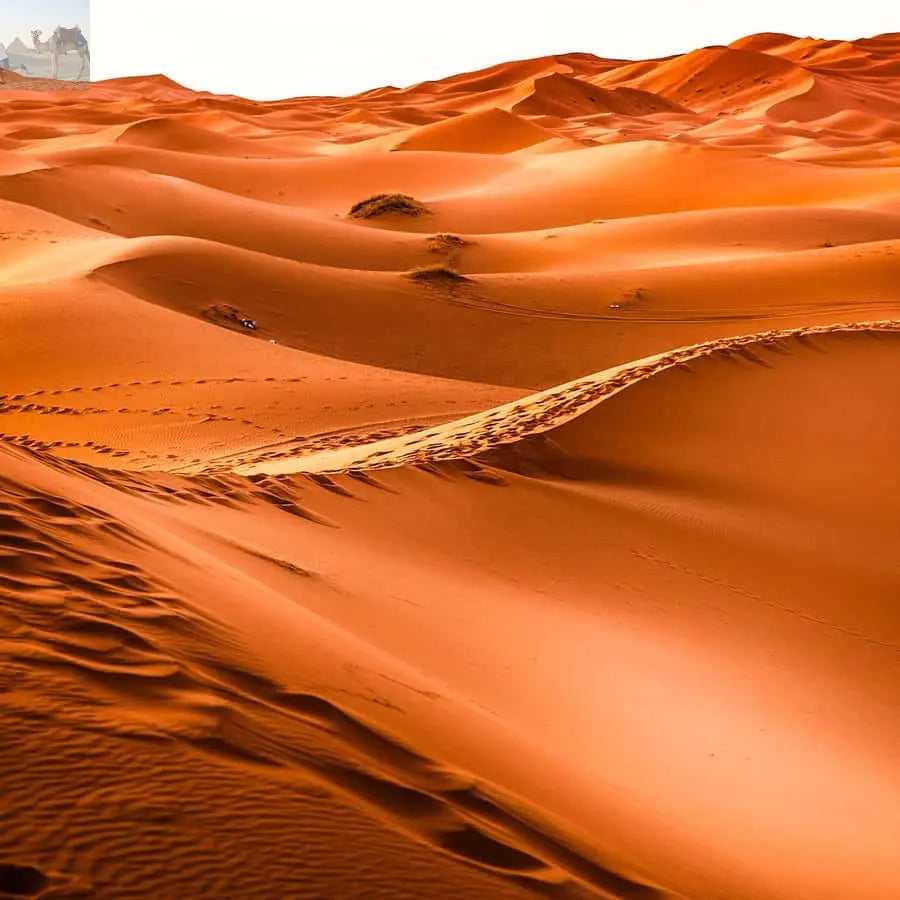 Dubai Red Dune Safari Quad Bike Camel Ride BBQ Dinner 