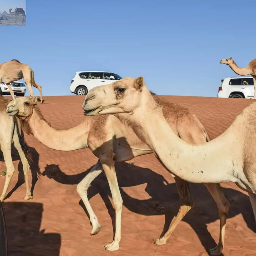 Dubai Red Dune Safari Quad Bike Camel Ride BBQ Dinner 