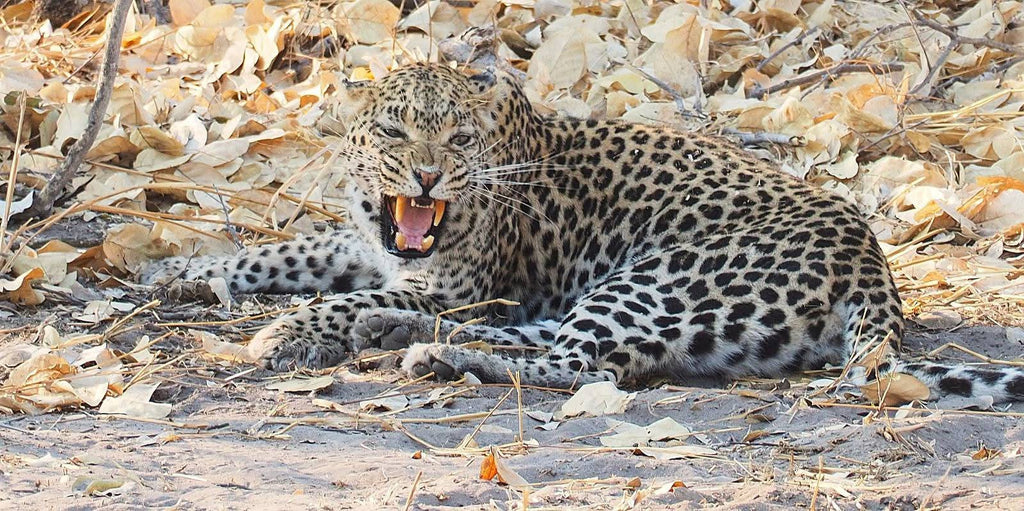 From Cape Town: 2-Day Safari at Garden Route Game Lodge Hotels Booking Trips