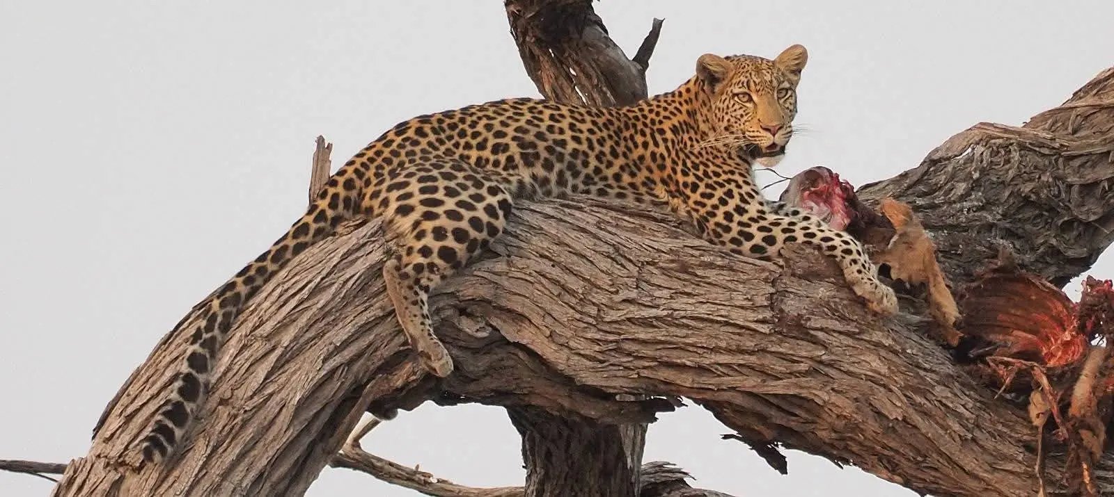 From Cape Town: 2-Day Safari at Garden Route Game Lodge Hotels Booking Trips