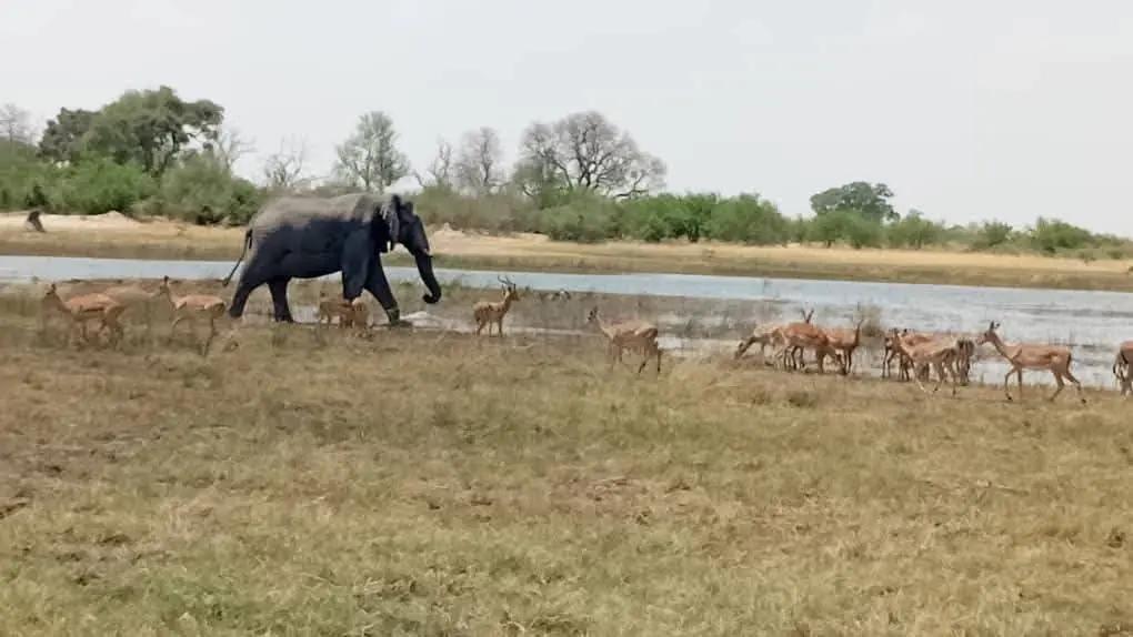 From Cape Town: 2-Day Safari at Garden Route Game Lodge Hotels Booking Trips