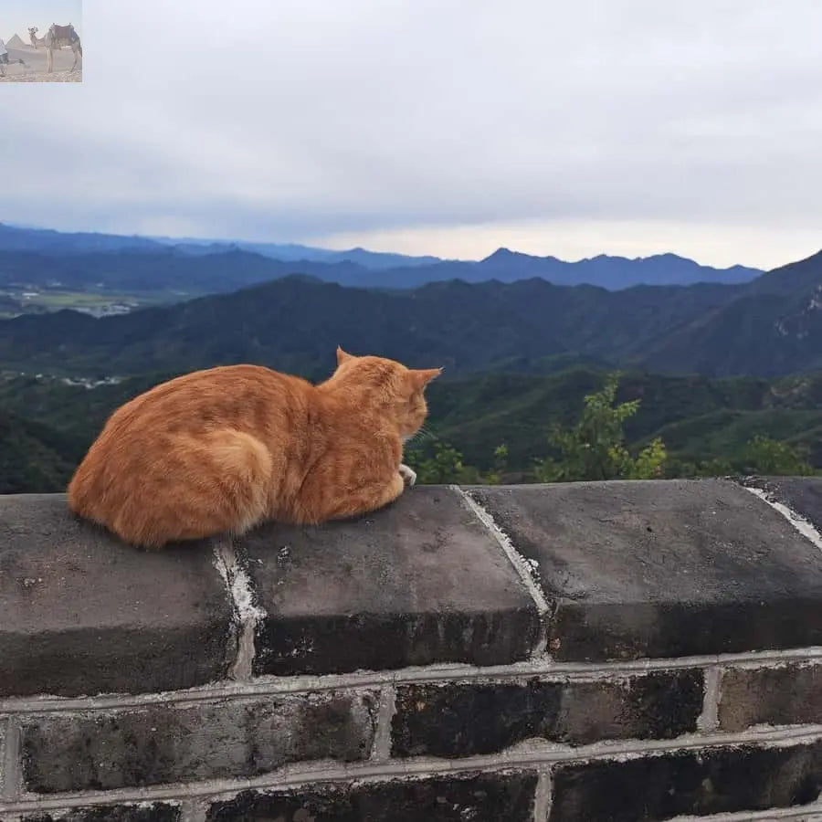 From Beijing Mutianyu Great Wall Tours with Options 