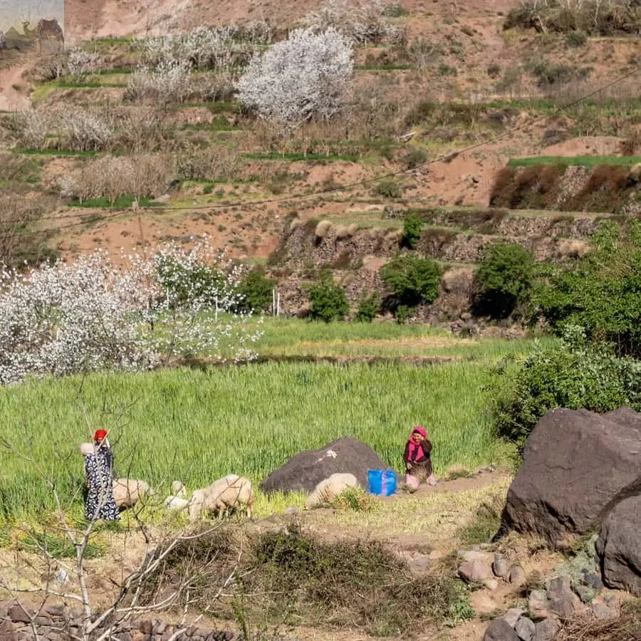 From Marrakesh Atlas Mountains Talamrout Summit Day Hike 