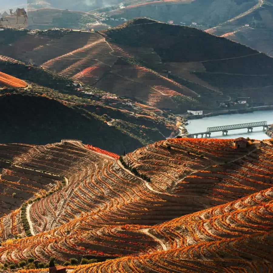 From Porto Douro Valley w Boat Tour Wine Tasting & Lunch 