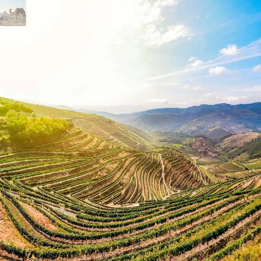 From Porto Douro Valley w Boat Tour Wine Tasting & Lunch 