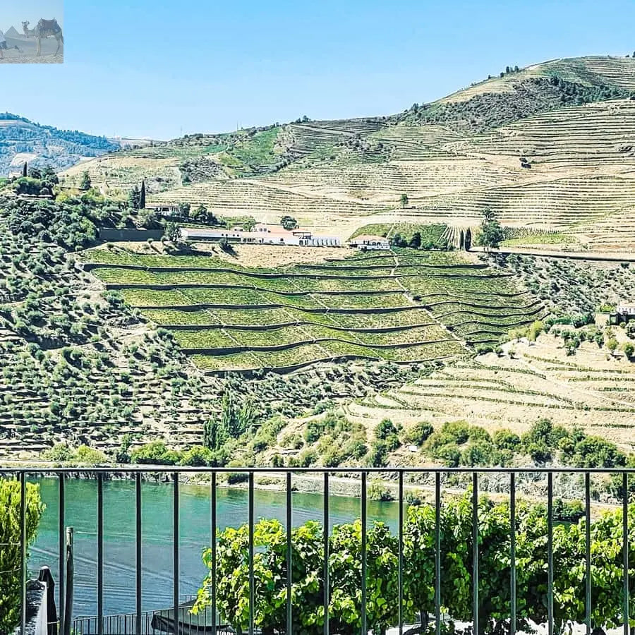 From Porto Douro Valley w Boat Tour Wine Tasting & Lunch 