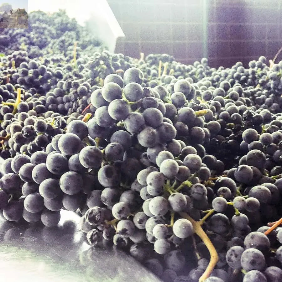 From Porto Douro Valley w Boat Tour Wine Tasting & Lunch 