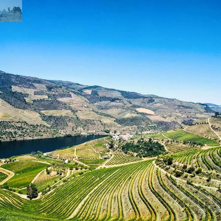 From Porto Douro Valley w Boat Tour Wine Tasting & Lunch 