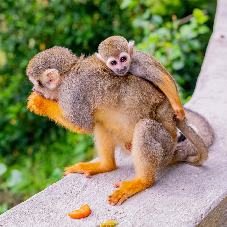 From Bayahibe Half Day Monkeyland Safari