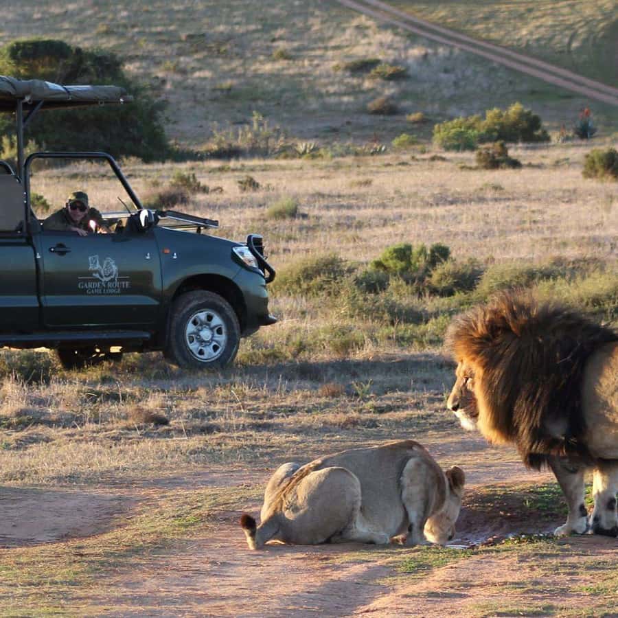 From Cape Town: 2-Day Safari at Garden Route Game Lodge