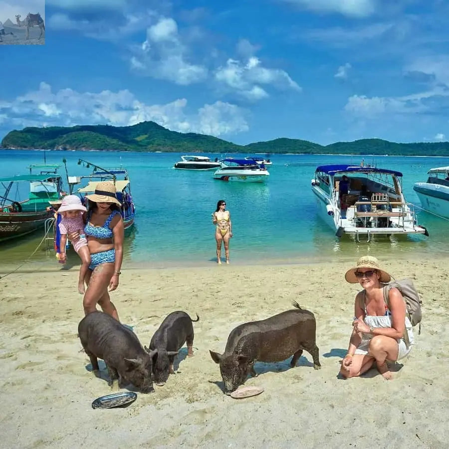Koh Samui Pig Island & Koh Tan Snorkeling by Speed boat 
