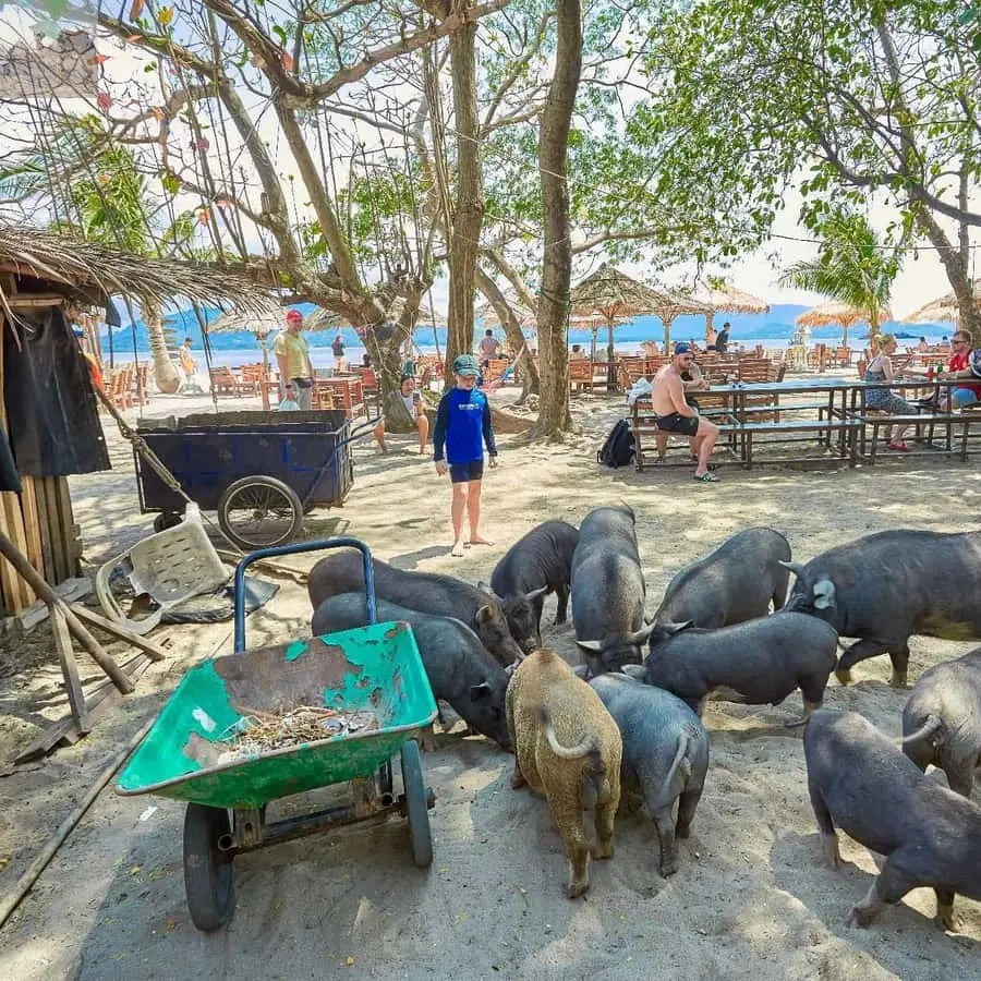 Koh Samui Pig Island & Koh Tan Snorkeling by Speed boat 