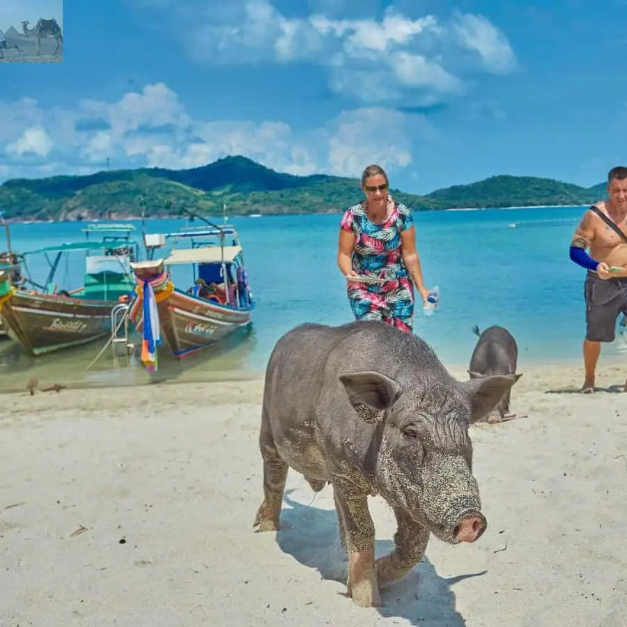 Koh Samui Pig Island & Koh Tan Snorkeling by Speed boat 