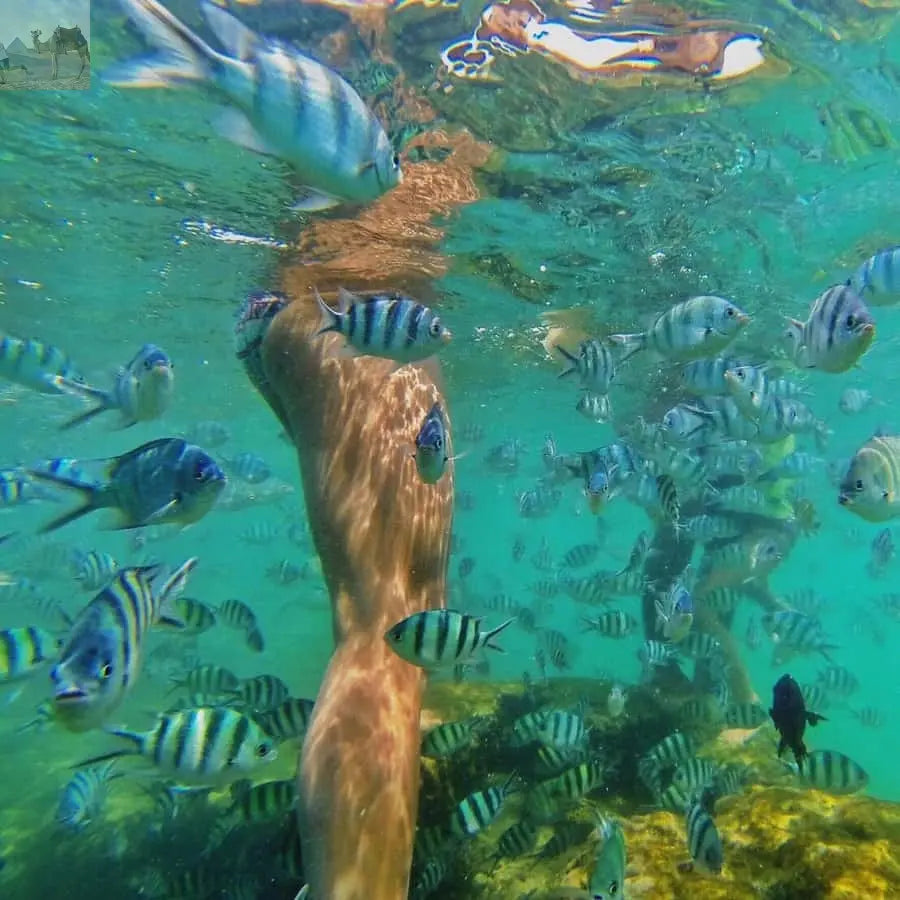 Koh Samui Pig Island & Koh Tan Snorkeling by Speed boat 