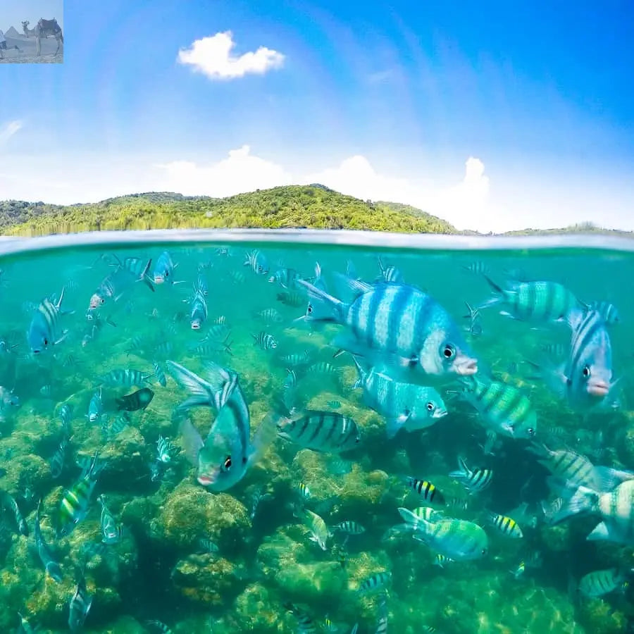 Koh Samui Pig Island & Koh Tan Snorkeling by Speed boat 