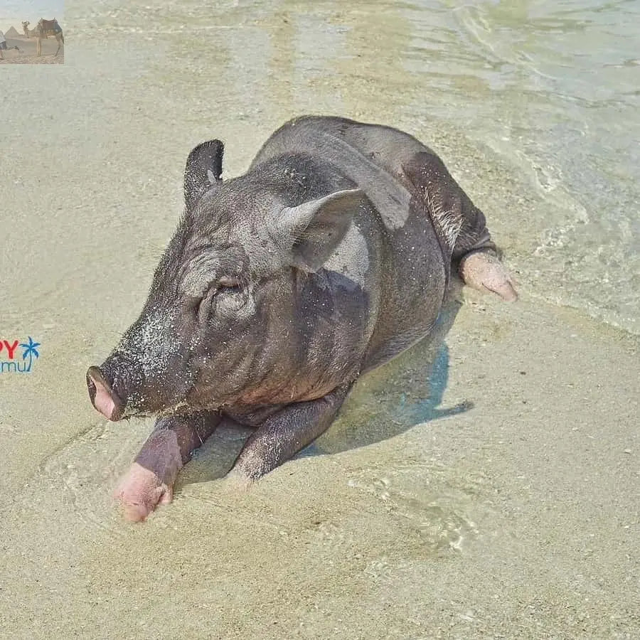 Koh Samui Pig Island & Koh Tan Snorkeling by Speed boat 