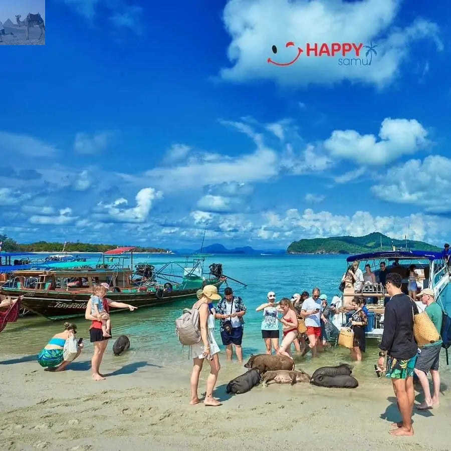 Koh Samui Pig Island & Koh Tan Snorkeling by Speed boat 