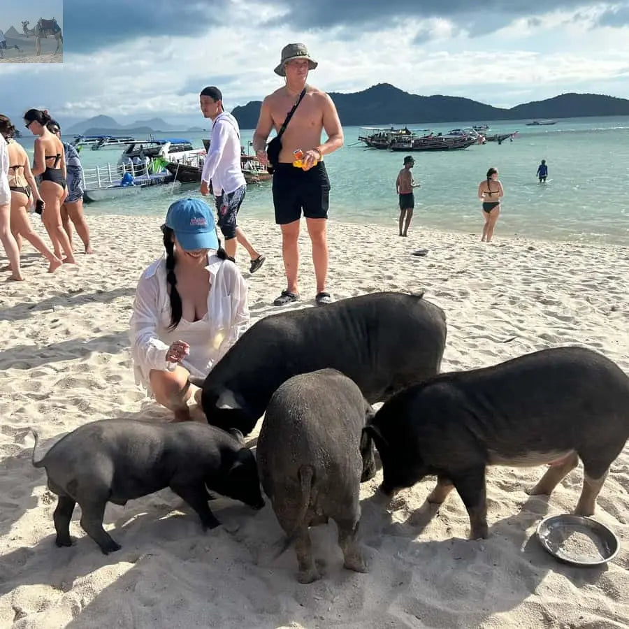 Koh Samui Pig Island & Koh Tan Snorkeling by Speed boat 