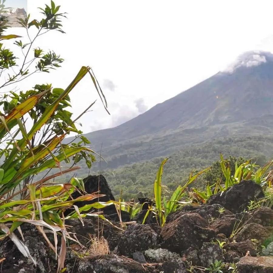 La Fortuna Waterfall Arenal Volcano and Hot Springs Tour 