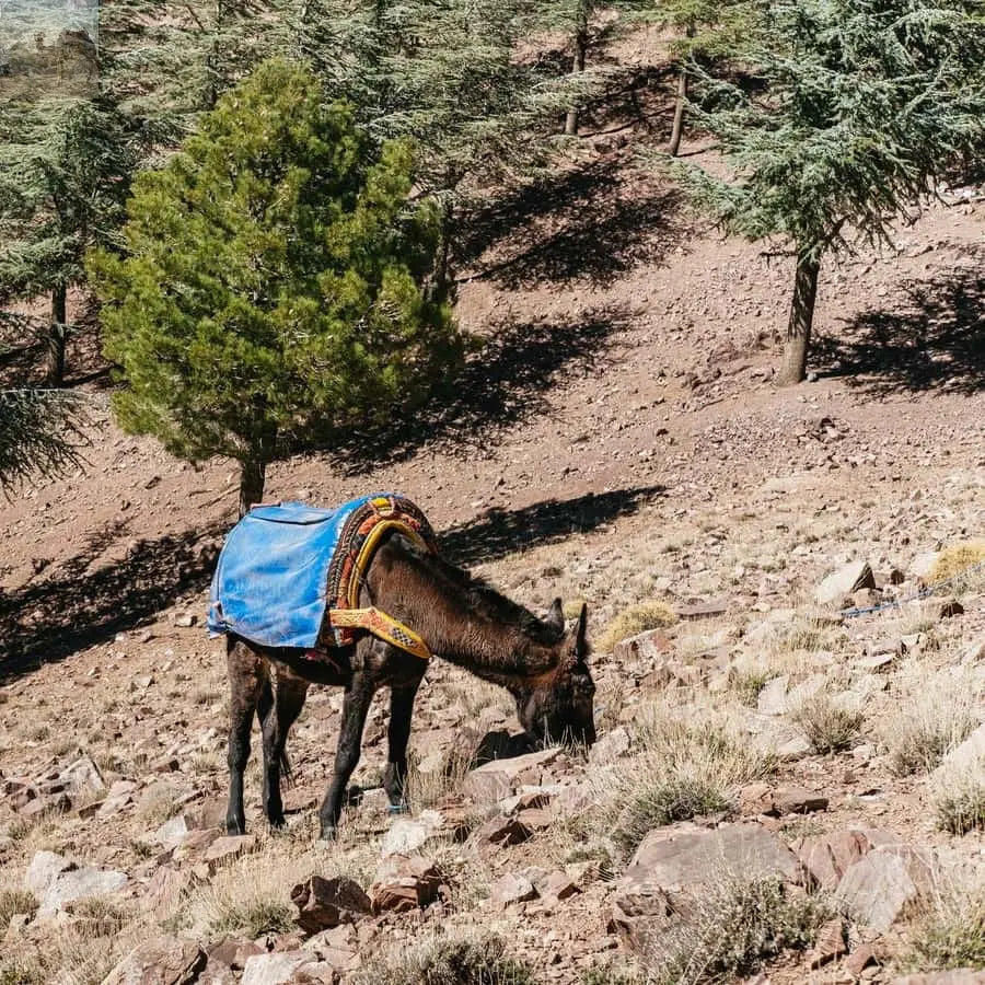 Marrakech 2 Day Atlas Mountains Trek with Village Stay 