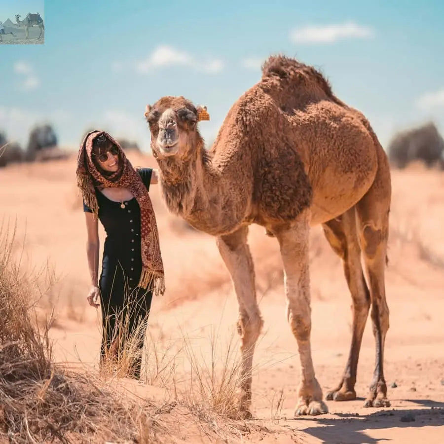 Marrakech Camel Sandboarding 3 day Merzouga Desert Tour 