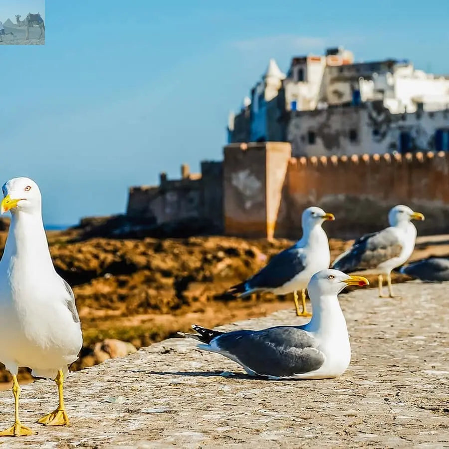 Marrakesh Essaouira & Sekkala Guided Tour with Lunch 