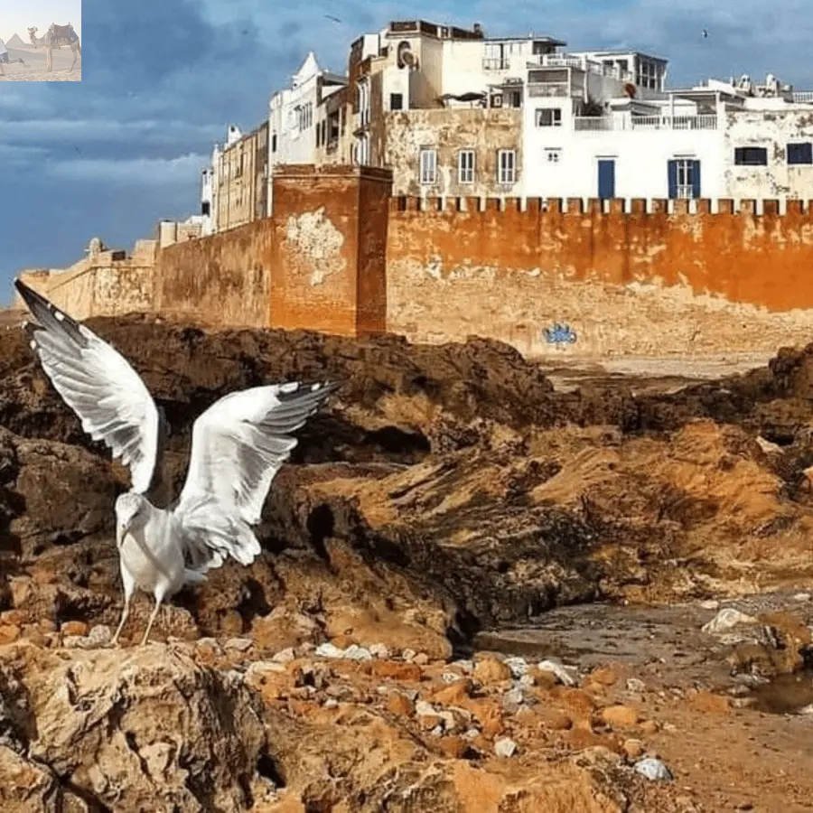 Marrakesh Essaouira & Sekkala Guided Tour with Lunch 