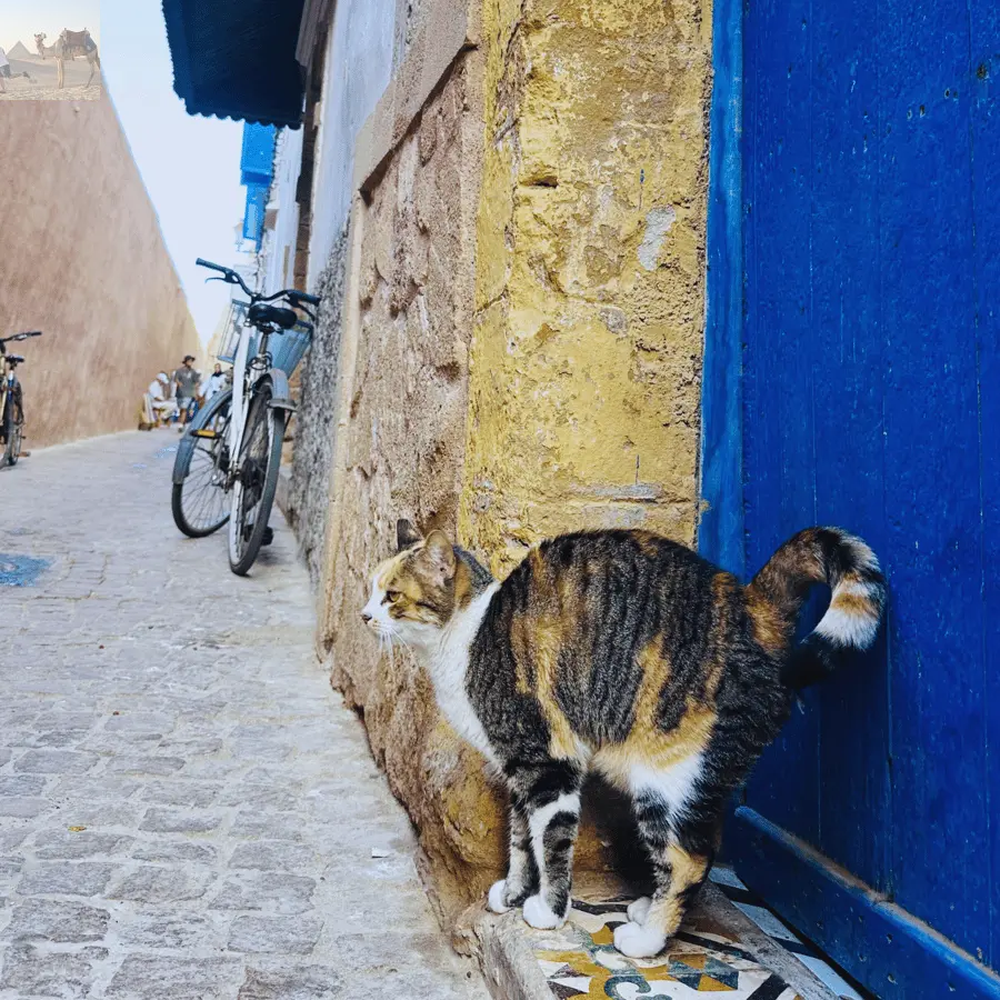Marrakesh Essaouira & Sekkala Guided Tour with Lunch 