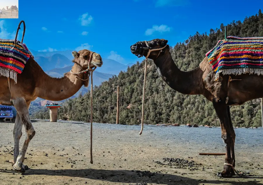 Marrakesh Ourika Waterfalls Atlas Mountains Guide 