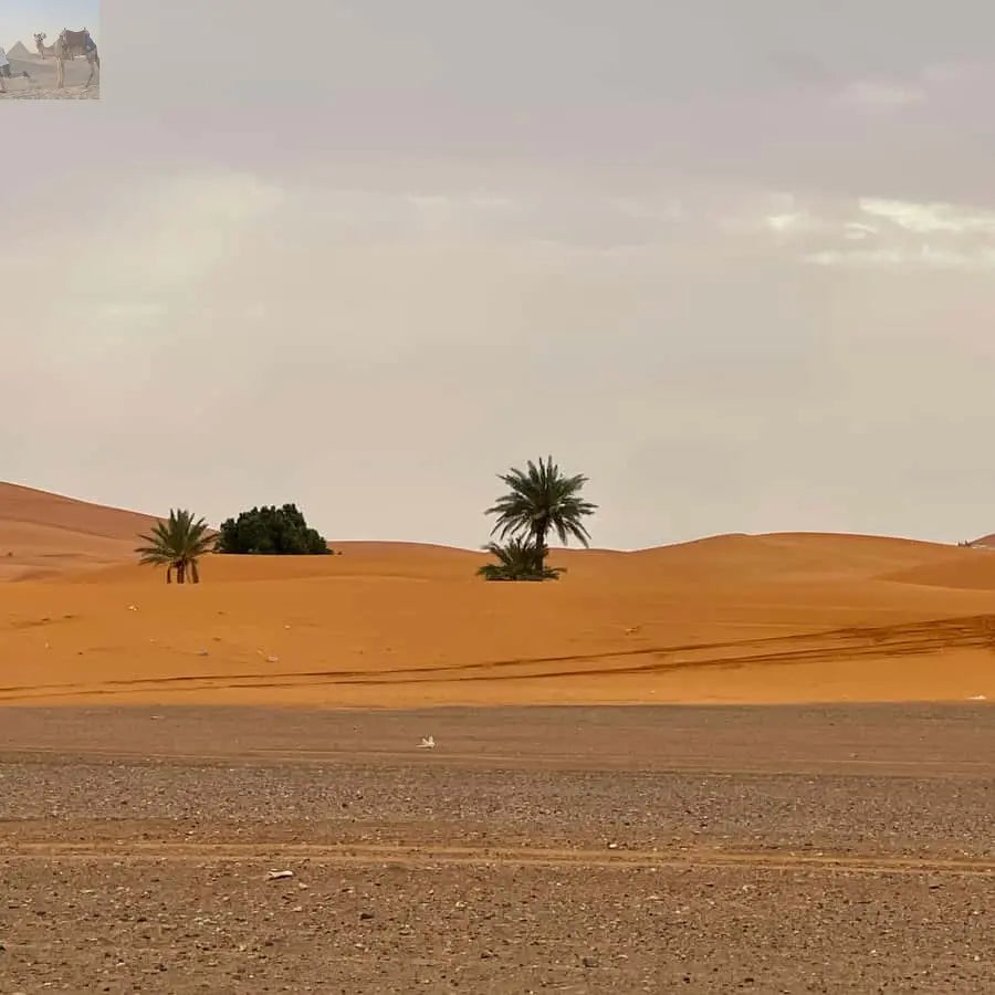 Merzouga Overnight in Luxury Camp with Camel Ride & Dinner 