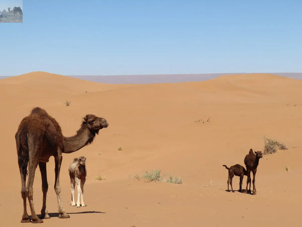 Merzouga erg Chebbi hiking for 2 or 3 days 